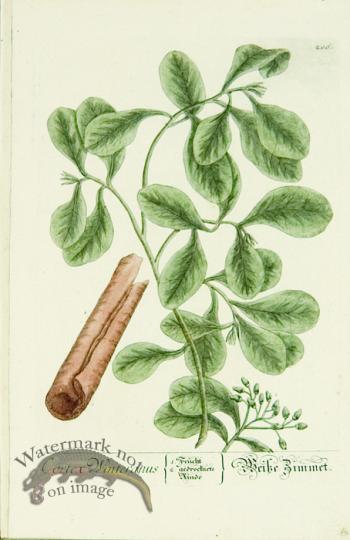 Blackwell German 211